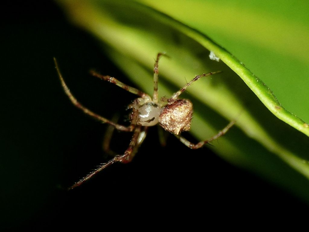 Passeggiate aracnologiche (di notte)